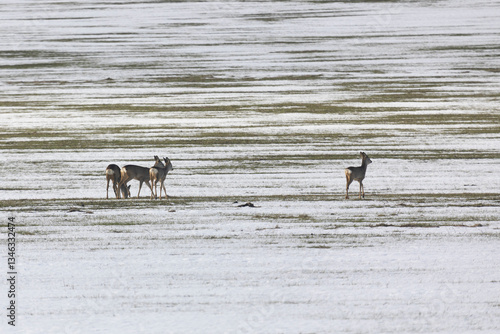 A herd of roe deer in a field in winter