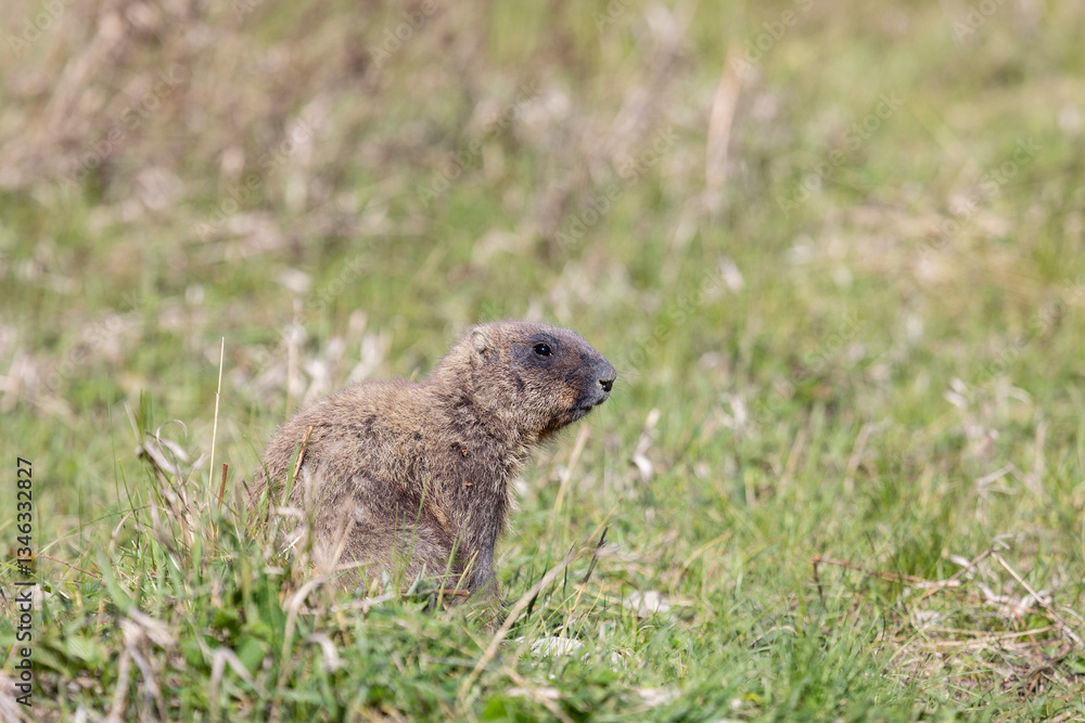 Bobak marmot stand on a grass on summer day Bobak marmot stand on a grass on summer day