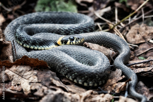 Fotografie Grass snake lies on old foliage. Close up