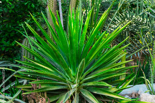 Green corn field under a blue sky
