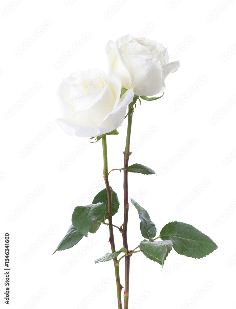 Two white Roses isolated on white background.