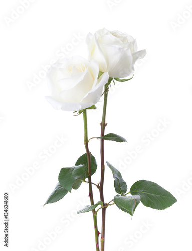 Obraz na płótnie Two white Roses isolated on white background. w salonie