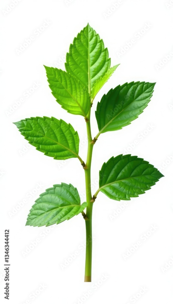 Single leaf from the mint plant isolated on white background, garden, green Single leaf from the mint plant isolated on white background, garden, green