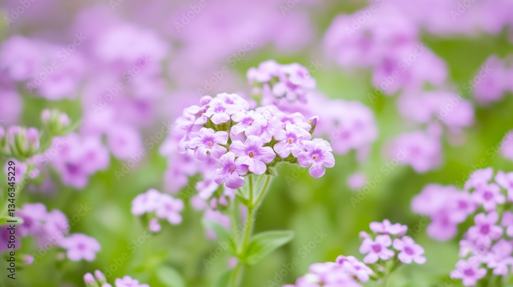 Beautiful violet verbena field in full bloom, creating a soft, colorful, and vibrant floral background with delicate purple flowers and green stems, symbolizing nature, beauty, and tranquility Beautiful violet verbena field in full bloom, creating a soft, colorful, and vibrant floral background with delicate purple flowers and green stems, symbolizing nature, beauty, and tranquility