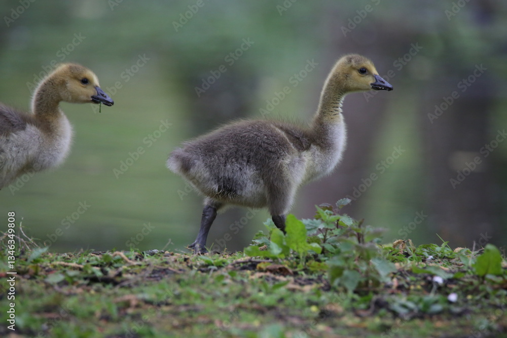 Küken Kanadagans im Park Küken Kanadagans im Park