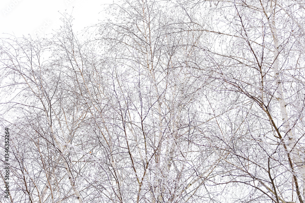 The photograph captures a close-up of a birch grove covered in frost. The thin branches of the birches look elegant against the white sky, creating a minimalist and elegant winter landscape. The photograph captures a close-up of a birch grove covered in frost. The thin branches of the birches look elegant against the white sky, creating a minimalist and elegant winter landscape.