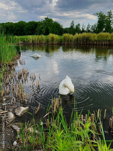 swans are swimming in the wild