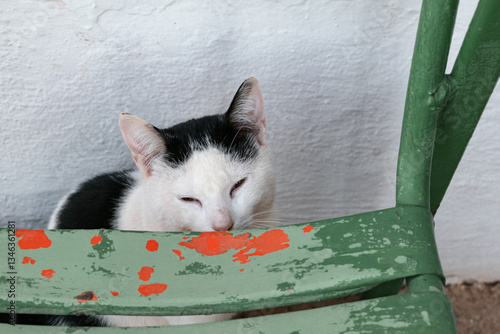 Fotografie Cat with apparent symptoms of illness with closed eyes is found behind an old, rusty metal structure