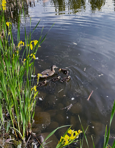 duck with little ducklings in a pond