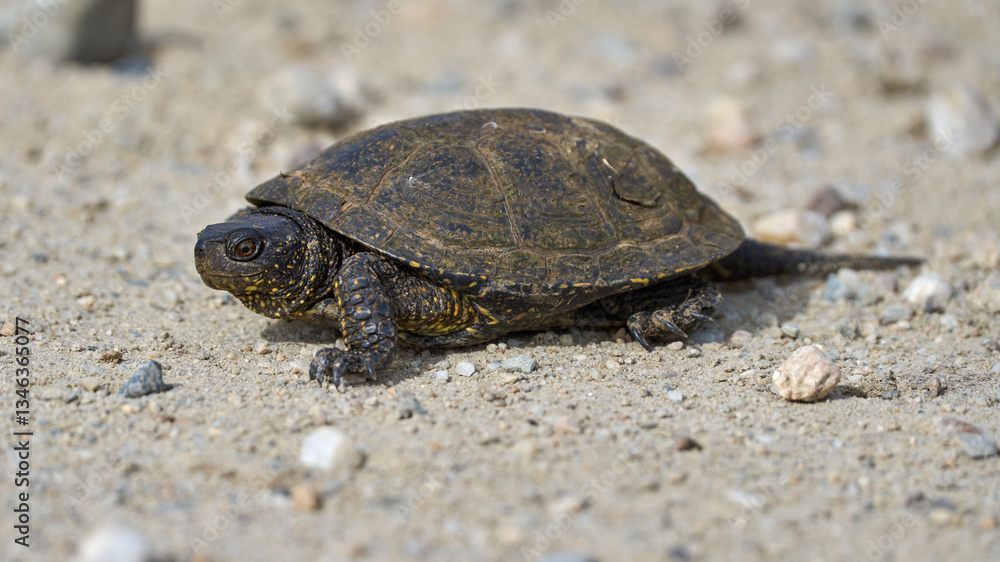 Obraz premium Turtle on sandy ground........