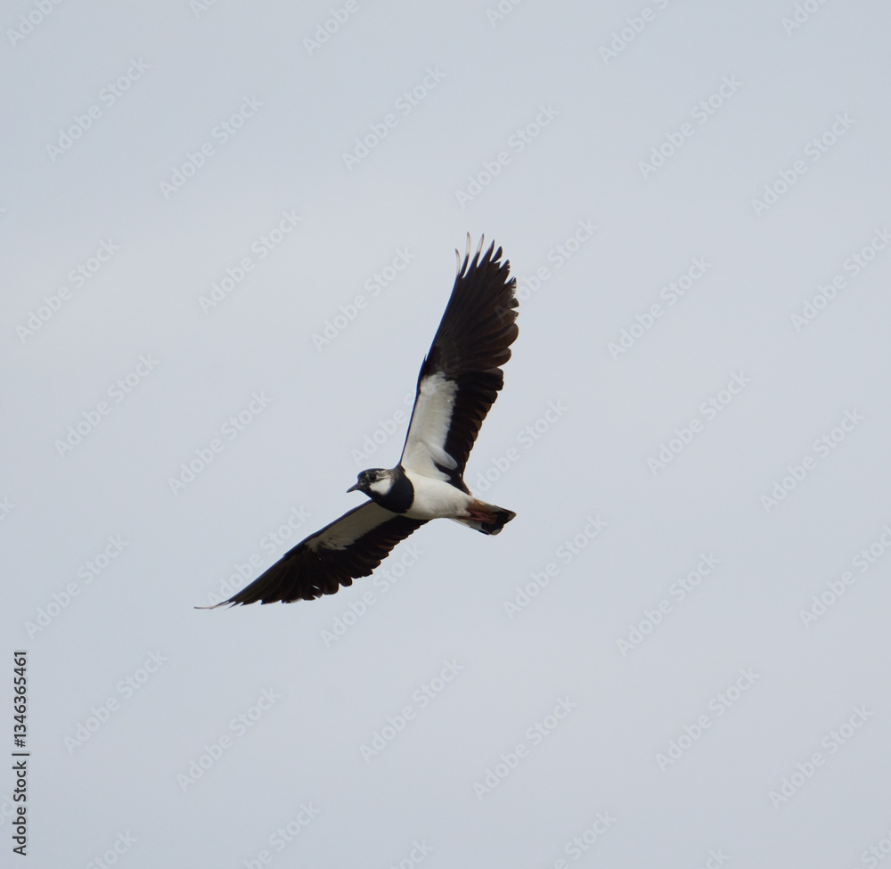 Obraz premium Northern lapwing in flight........