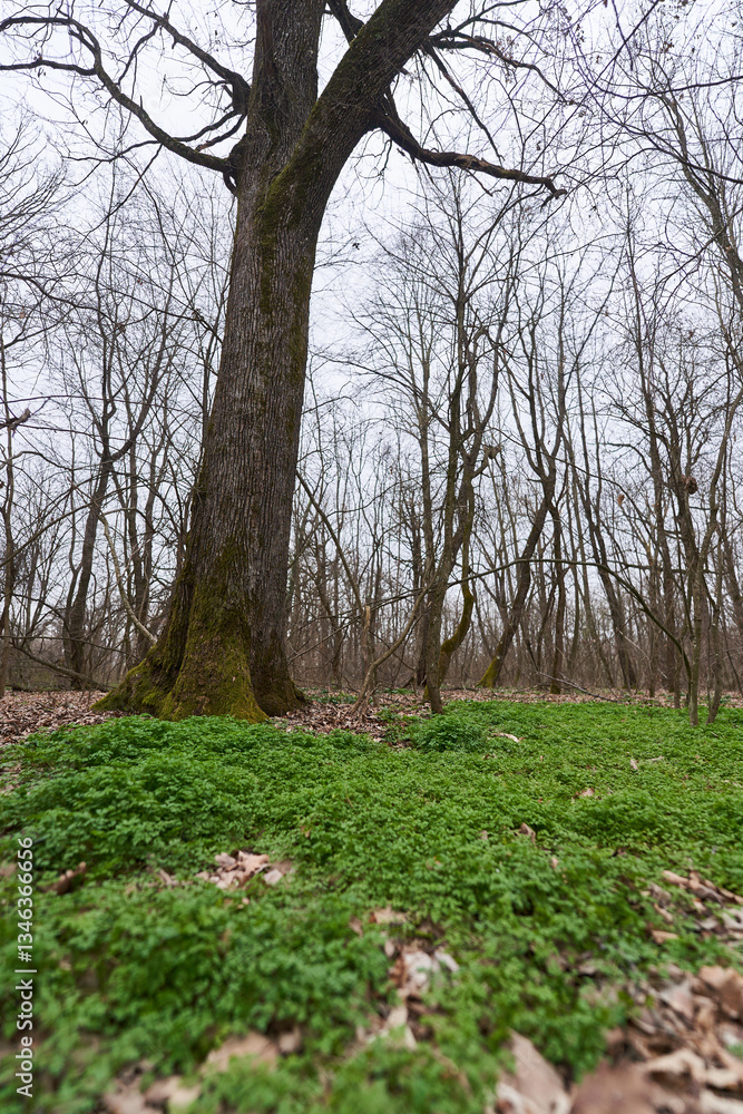 Fototapeta premium Mossy tree roots in a winter forest........