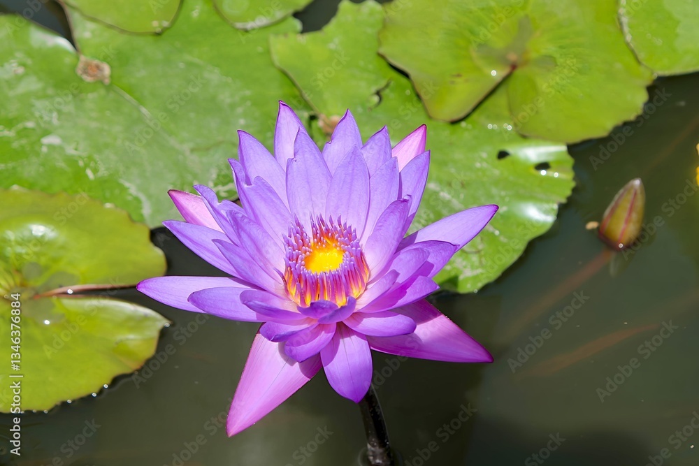 Purple Lotus: A Symbol of Serenity and Elegance Purple Lotus: A Symbol of Serenity and Elegance