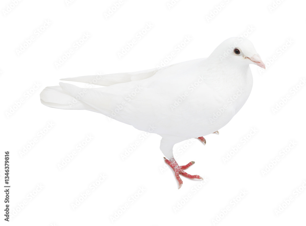 Fototapeta premium One dove isolated on white. Graceful bird