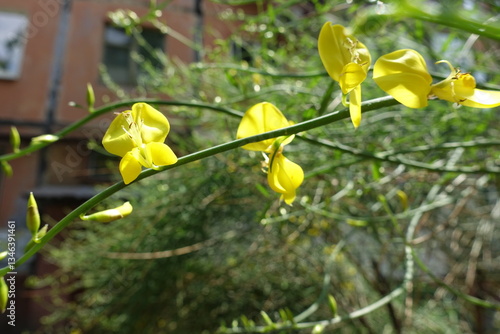 Wallpaper Mural Pea like yellow flowers of Spartium junceum in mid June Torontodigital.ca