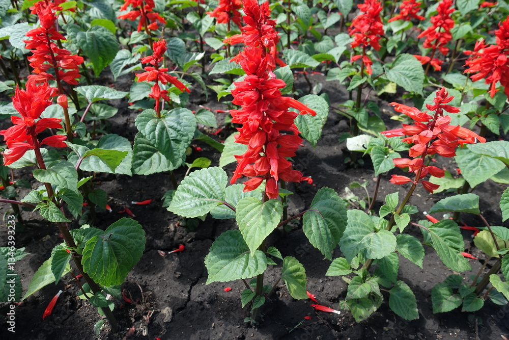 Close view of red flowers of Salvia splendens in May