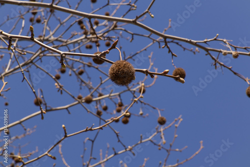 A close-up of bare tree branches with round seed pods against a clear blue sky. The contrast between the dark branches and the vibrant sky highlights the beauty of nature in winter or early spring
