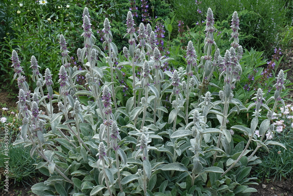 Florescence of Stachys byzantina in mid June