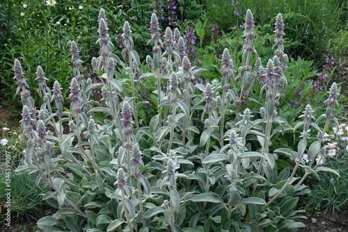 Obraz na płótnie Florescence of Stachys byzantina in mid June w salonie