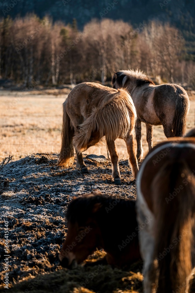 Fototapeta premium icelandic horse pony on the coastline of Norway very pretty