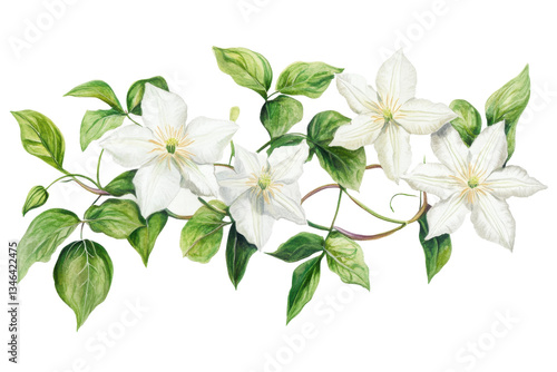 White clematis flowers with delicate petals and green leaves in a detailed watercolor-style botanical illustration against a transparent background