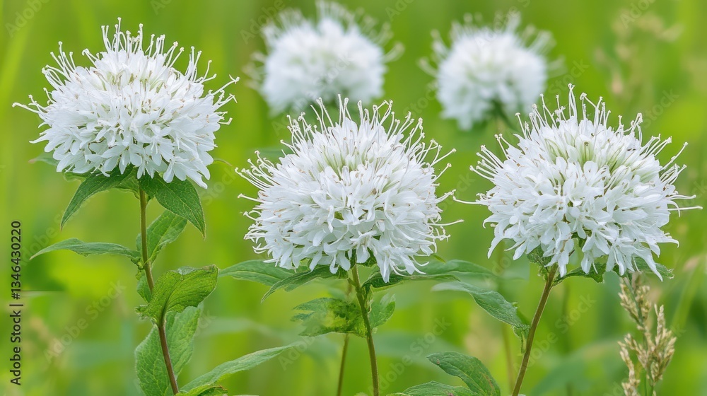 White Wildflowers Meadow Blooming Summer Nature