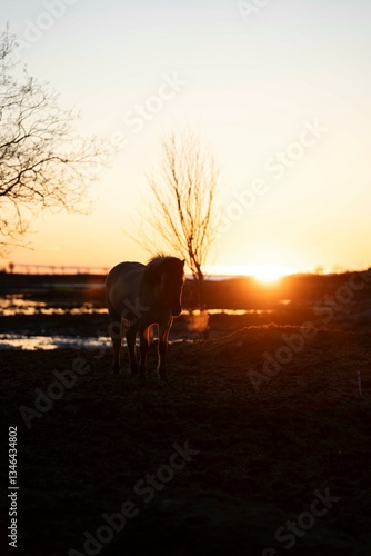 Wallpaper Mural icelandic horse pony cute in landscape pretty nature rural  Torontodigital.ca