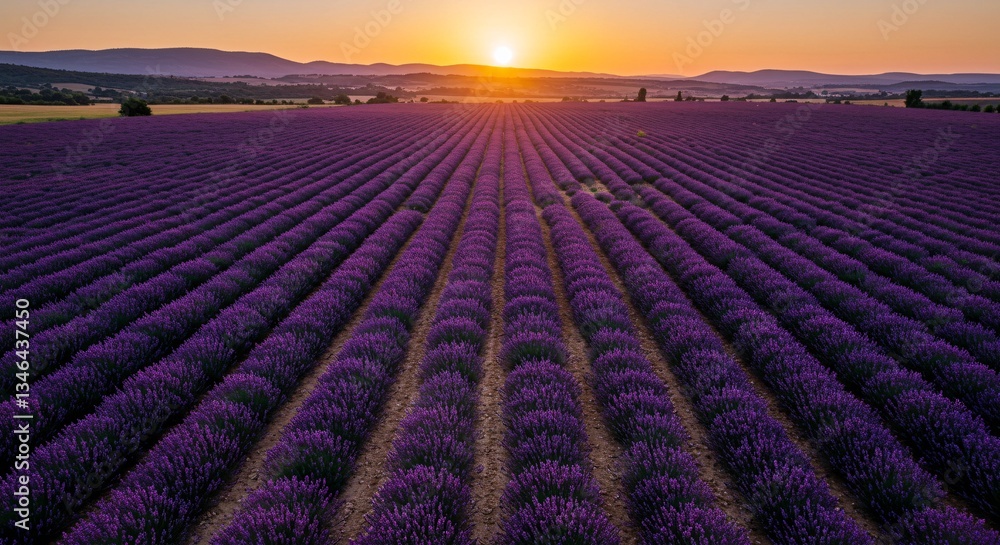 Sunset over Lavender Fields in Provence, France Sunset over Lavender Fields in Provence, France
