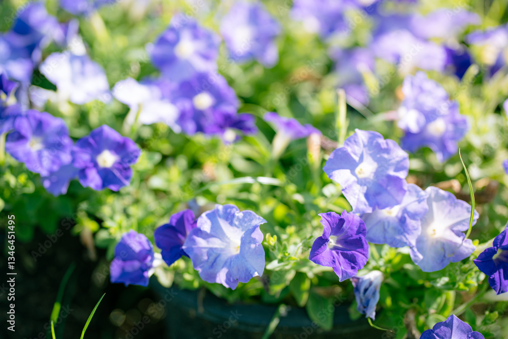 Detail of blossoming blue petunia, surfinia flowers in a rich green foliage. Large healthy flowers in full bloom. Detail of blossoming blue petunia, surfinia flowers in a rich green foliage. Large healthy flowers in full bloom.
