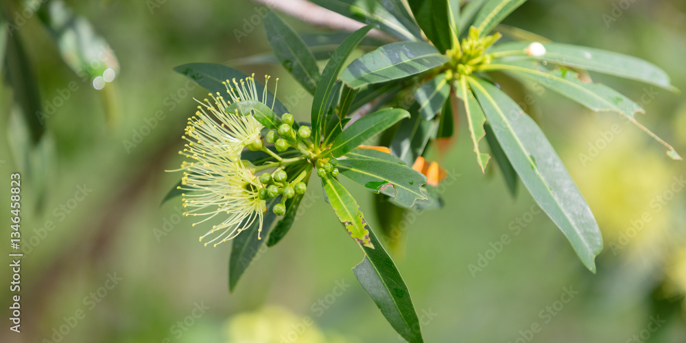 Xanthostemon chrysanthus - yellow native flower Xanthostemon chrysanthus - yellow native flower