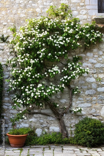 Confederate Jasmine Garden: Trachelospermum jasminoides Liana Plant Growing on House Wall