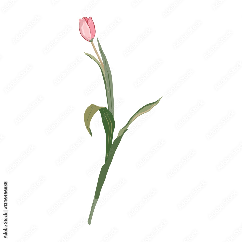 Vector illustration of a tulip flower. Realism drawing. Isolated on white background. Vector illustration of a tulip flower. Realism drawing. Isolated on white background.
