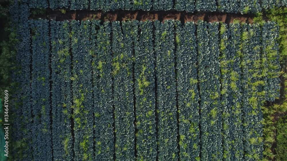 Large cabbage farm field in harvesting season near a traditional water well, Drone shot, Overhead Large cabbage farm field in harvesting season near a traditional water well, Drone shot, Overhead