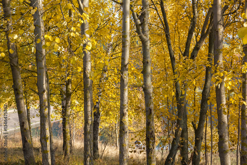 European Aspen (Populus tremula) Grove in Autumn. European Aspen (Populus tremula) Grove in Autumn.