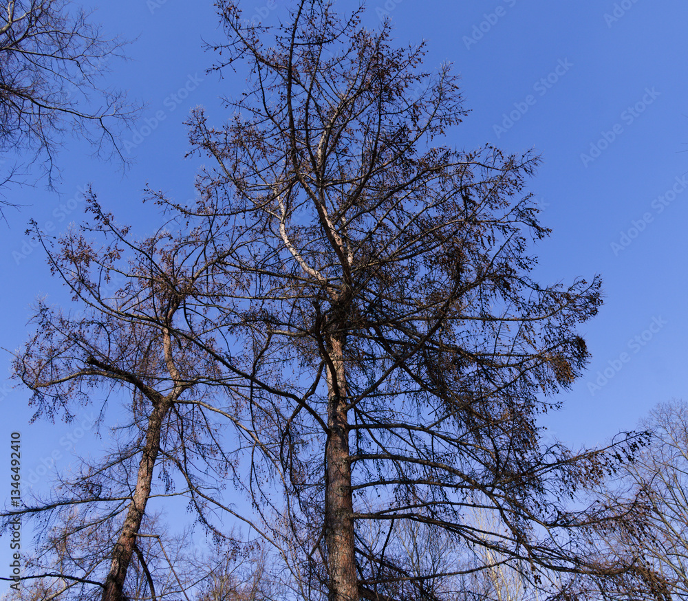 Naked winter branches of European Larch, Larix decidua with their small ovoid cones Naked winter branches of European Larch, Larix decidua with their small ovoid cones