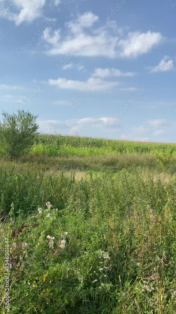View of a field of grass, plants, flowers and bushes, blue sky with clouds, vertical video View of a field of grass, plants, flowers and bushes, blue sky with clouds, vertical video