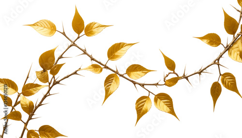 golden vine with thorns