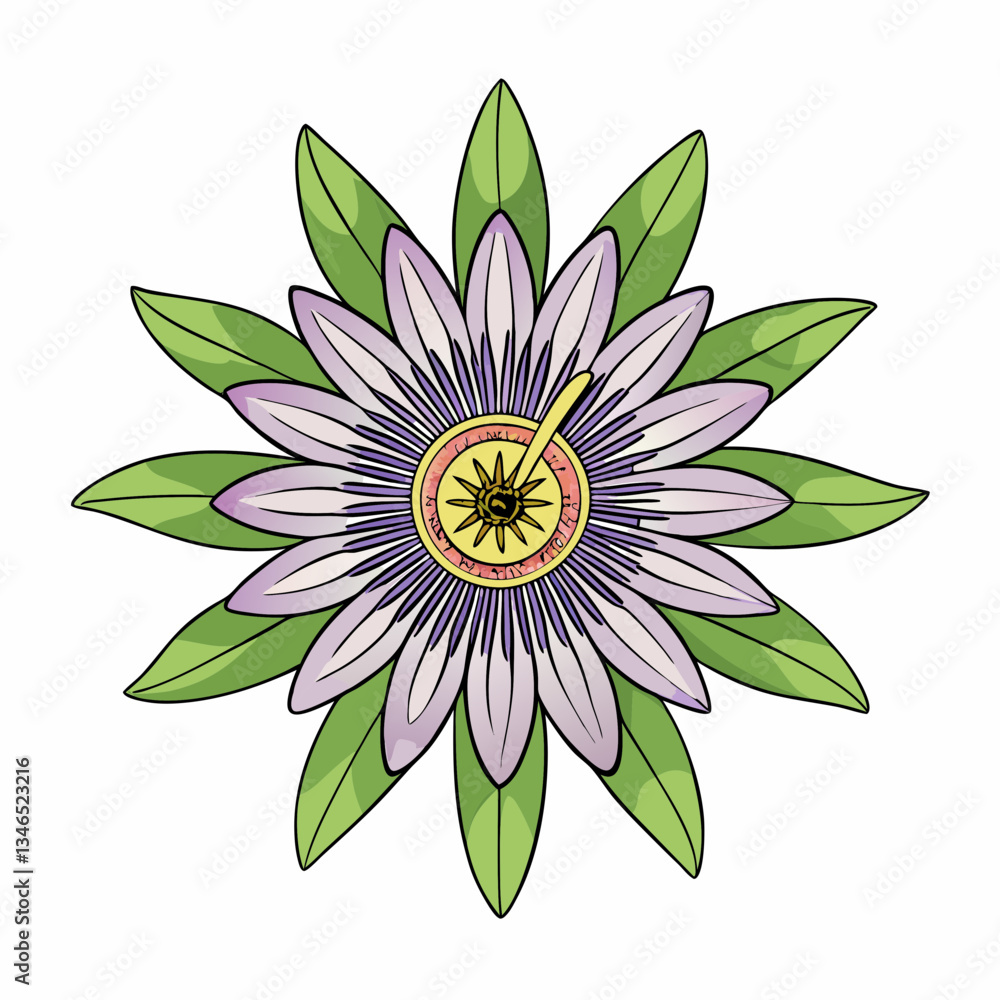 passionflower isolated on white background passionflower isolated on white background