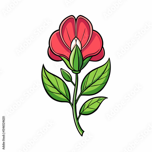 sweet pea flower isolated on white background