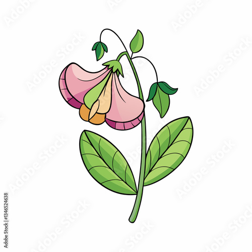 sweet pea flower isolated on white background