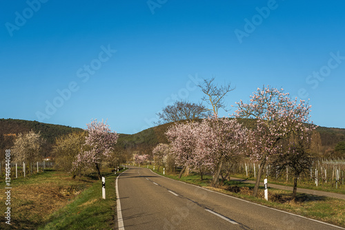 Wallpaper Mural Almond blossoms on the German Wine Route, Neustadt an der Weinstrasse, Rhineland-Palatinate, Germany Torontodigital.ca