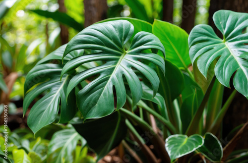 green leaves of a Philodendron plant, the beauty of nature, the lushness of a tropical forest, a natural green background.
