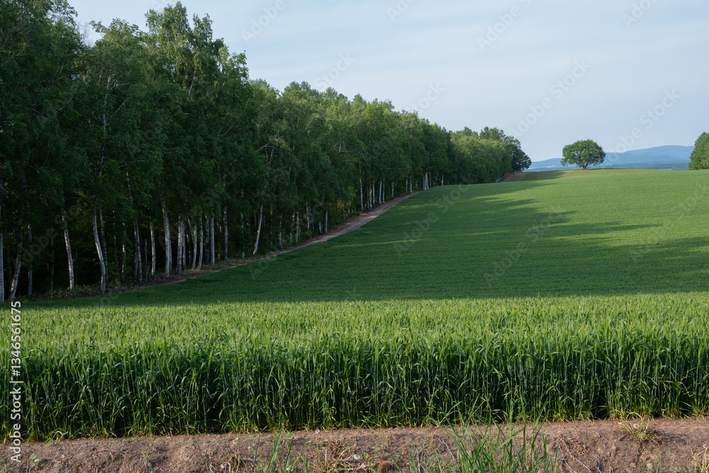 Obraz premium 初夏の緑のムギ畑 