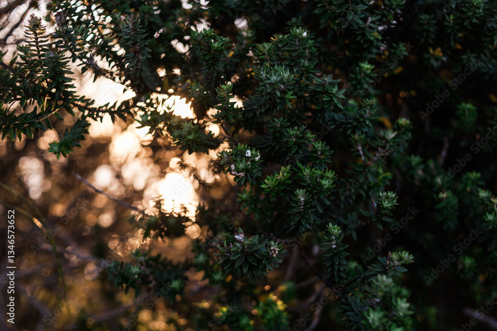 Blurry, bokeh sunset shines through trees behind a green spiked leaf plant in the foreground. Blurry, bokeh sunset shines through trees behind a green spiked leaf plant in the foreground.