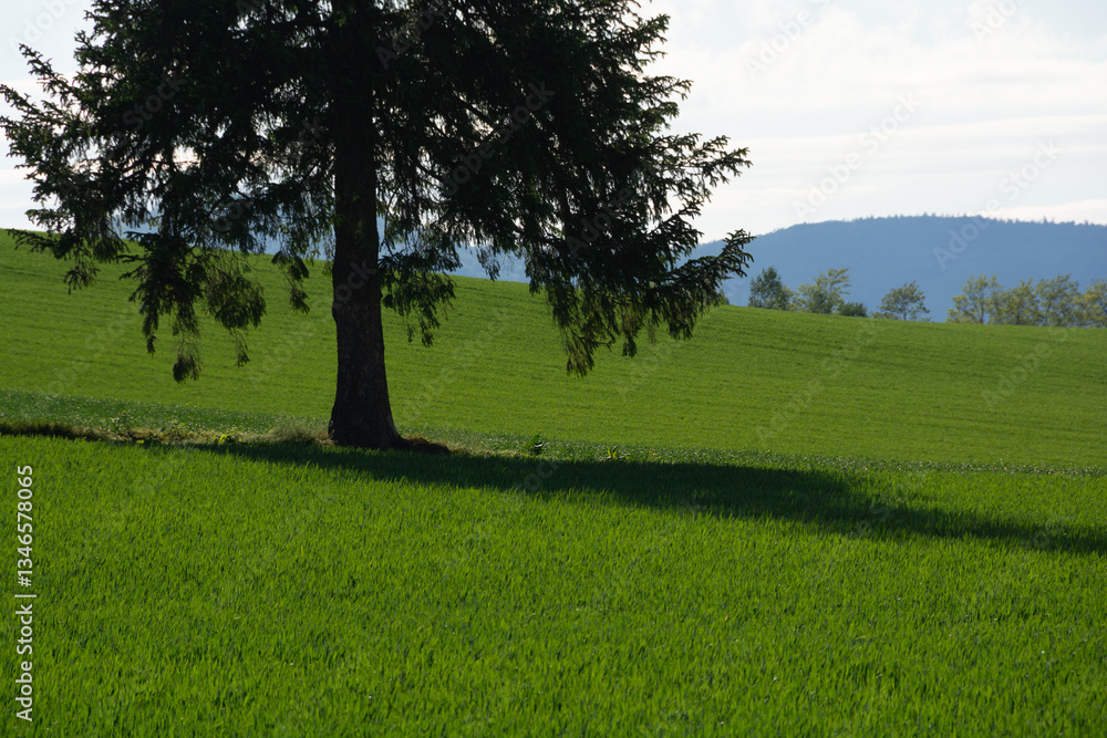 Obraz premium 緑のムギ畑に立つマツの木 美瑛町 