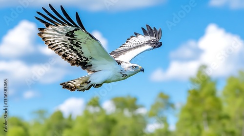 Majestic White Bellied Sea Eagle in Flight Soaring Over Lush Green Landscape Under a Blue Sky