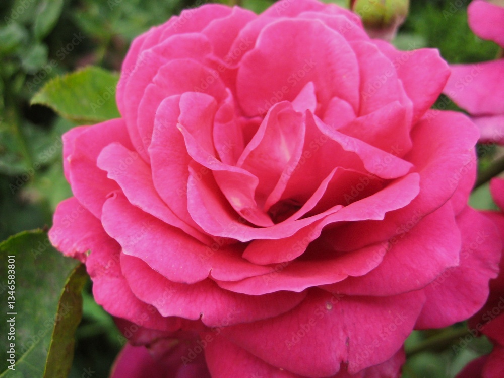 Bright pink rose in the garden Bright pink rose in the garden