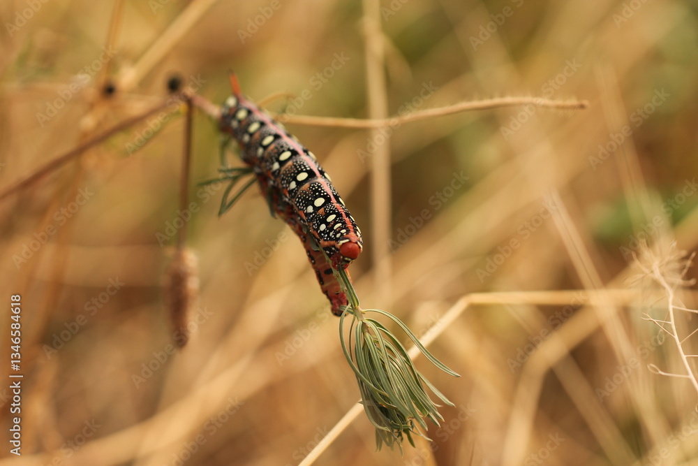 Fototapeta premium una larva su un fiore