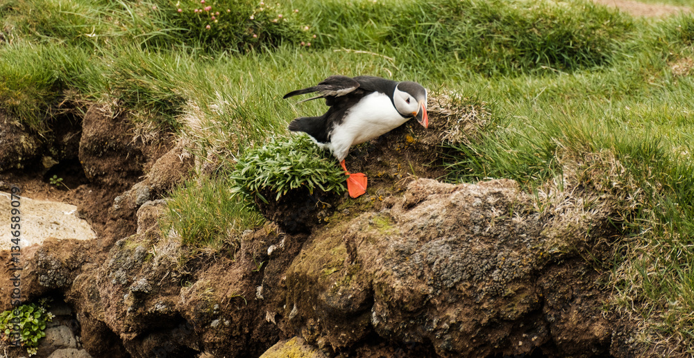 Fototapeta premium Atlantic puffin balancing on a rocky cliff in Latrabjarg, West Iceland...