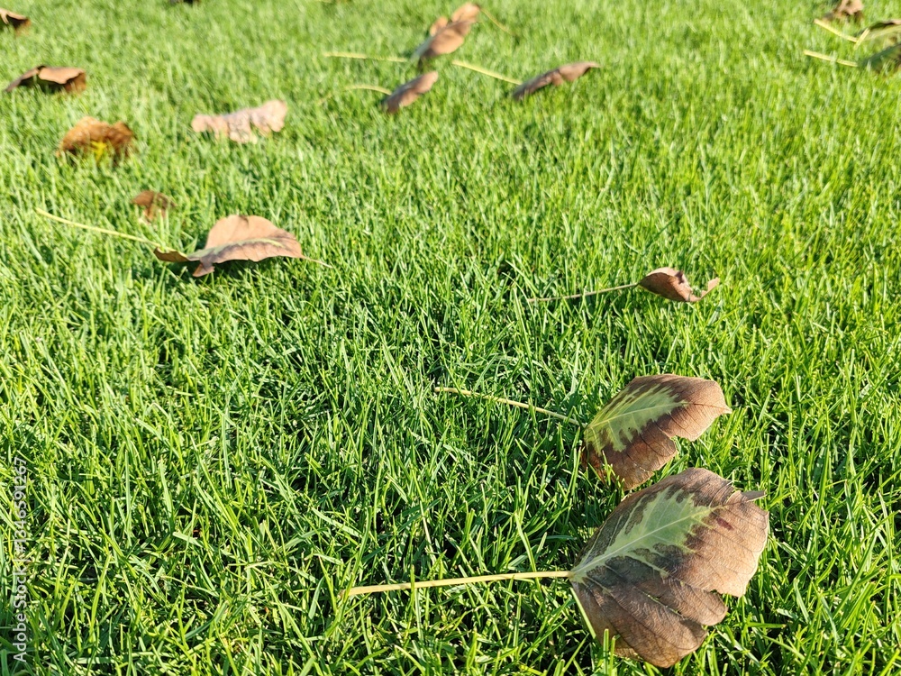 Obraz premium Dry Autumn leaves Background Mapple Dry leaves in Autumn season isolated with Green Carpet Grass Field Outdoor leaves fallen on carpet grass with natural background environment 